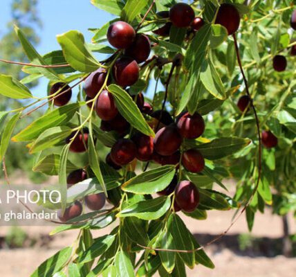 استفاده از ارقام مناسب عناب، کلید افزایش بهره‌وری و کیفیت محصول در خراسان جنوبی