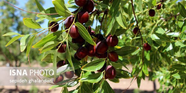 استفاده از ارقام مناسب عناب، کلید افزایش بهره‌وری و کیفیت محصول در خراسان جنوبی