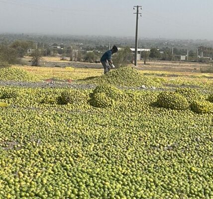پیش‌بینی برداشت ۴۳۰ هزار تن در فارس طی سال جاری