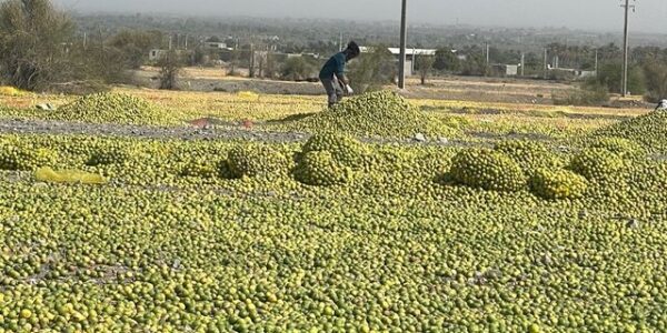 پیش‌بینی برداشت ۴۳۰ هزار تن در فارس طی سال جاری