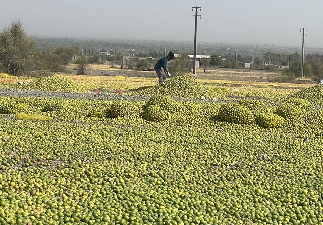 پیش‌بینی برداشت ۴۳۰ هزار تن در فارس طی سال جاری