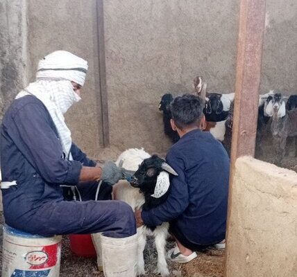 دام‌های شهرستان زهک علیه بیماری آبله واکسینه شدند