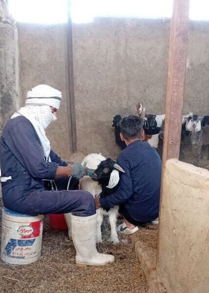 دام‌های شهرستان زهک علیه بیماری آبله واکسینه شدند