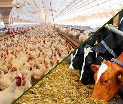 موافقت مجلس با تحقیق و تفحص از عملکرد وزارت جهاد کشاورزی در واردات نهاده‌های دامی