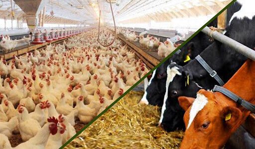 موافقت مجلس با تحقیق و تفحص از عملکرد وزارت جهاد کشاورزی در واردات نهاده‌های دامی