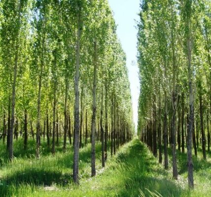 تن چوب از اراضی کشاورزی دهلران برداشت شد