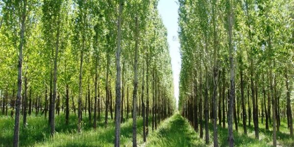 تن چوب از اراضی کشاورزی دهلران برداشت شد