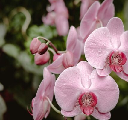 مراقبت گل ارکیده در آب