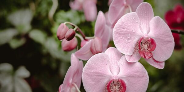 مراقبت گل ارکیده در آب