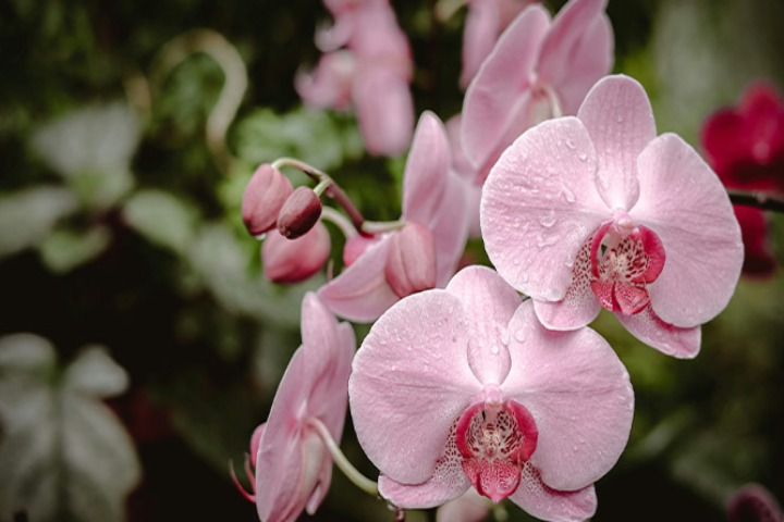 مراقبت گل ارکیده در آب