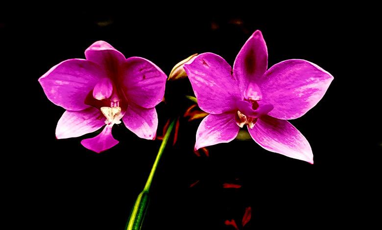 نگهداری گل ارکیده در آب تصویر 1