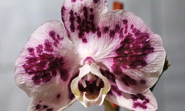 نگهداری گل ارکیده در آب تصویر 2