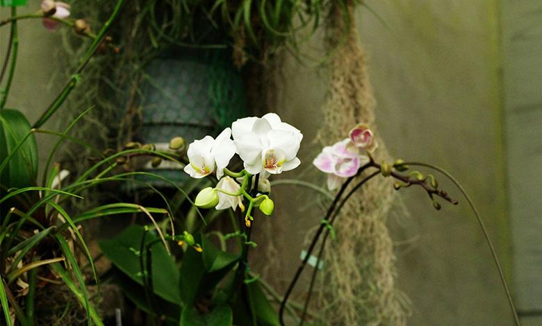 نگهداری گل ارکیده در آب تصویر 3