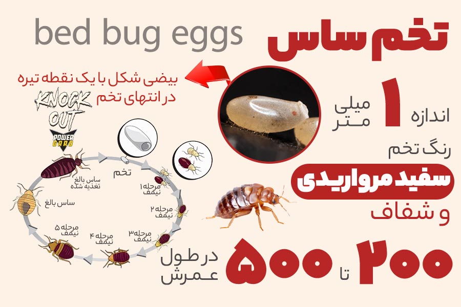 از بین بردن تخم ساس (ریشه کنی قطعی بدون بازگشت) تصویر 2