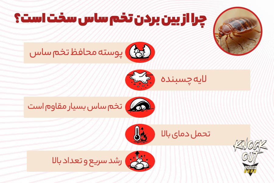 از بین بردن تخم ساس (ریشه کنی قطعی بدون بازگشت) تصویر 3