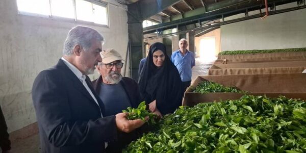 خرید ۶۵۰ تُن برگ سبز چای به ارزش ۲۳ میلیارد تومان در رشت
