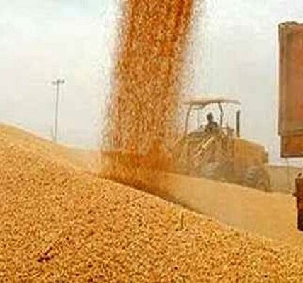 ۶۰۰ هزار تن گندم از زارعان آذربایجان غربی خریداری می شود