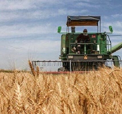 برداشت بیش از ۷۰ تن بذر گواهی‌شده گندم برای نخستین بار در خاش