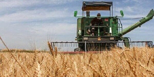 برداشت بیش از ۷۰ تن بذر گواهی‌شده گندم برای نخستین بار در خاش