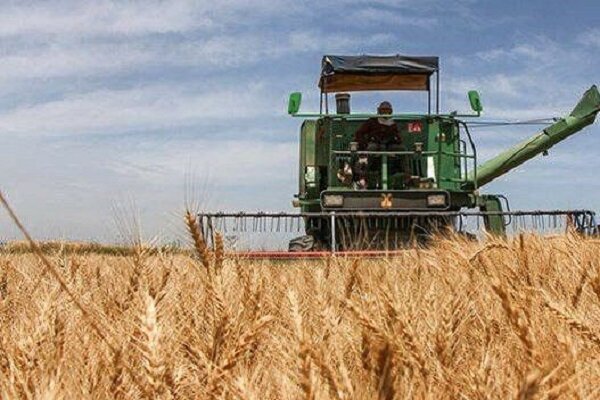 برداشت بیش از ۷۰ تن بذر گواهی‌شده گندم برای نخستین بار در خاش
