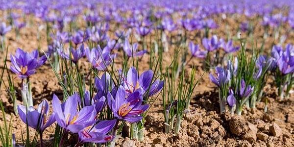توسعه کشت زعفران در ۱۳ هکتار از اراضی فامنین